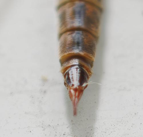 Réf. 344 830 : Tipula sp.